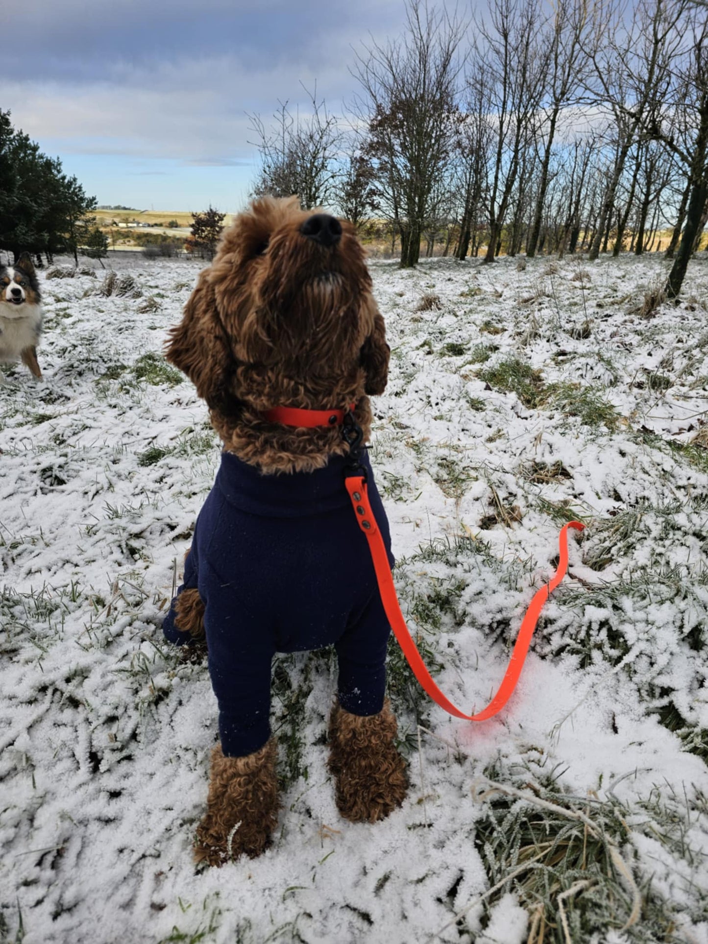 "BUDDY" Trailing lead