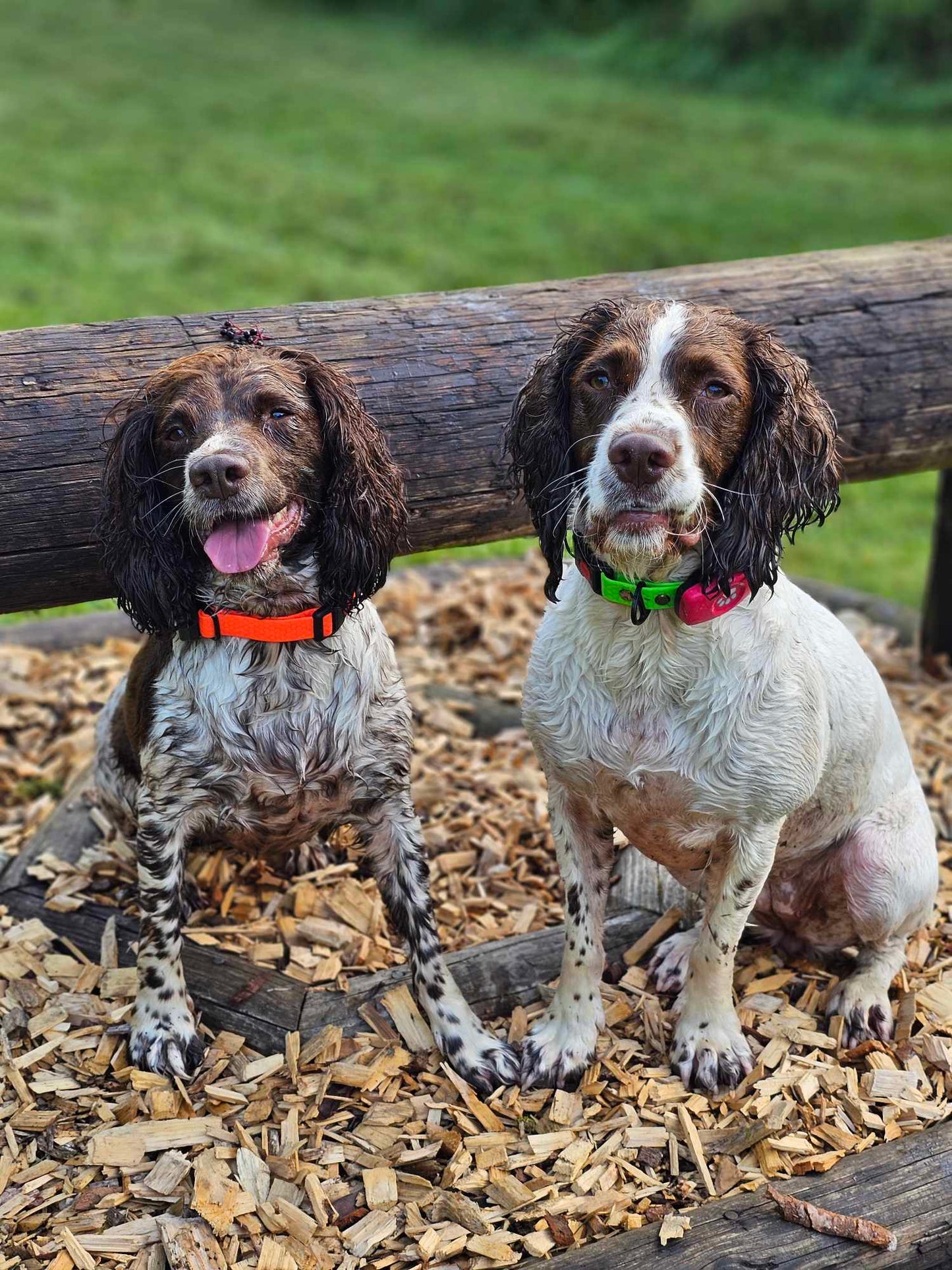 "DILLAN" Standard Security Clip Collar