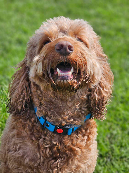 "DILLAN" Standard Security Clip Collar