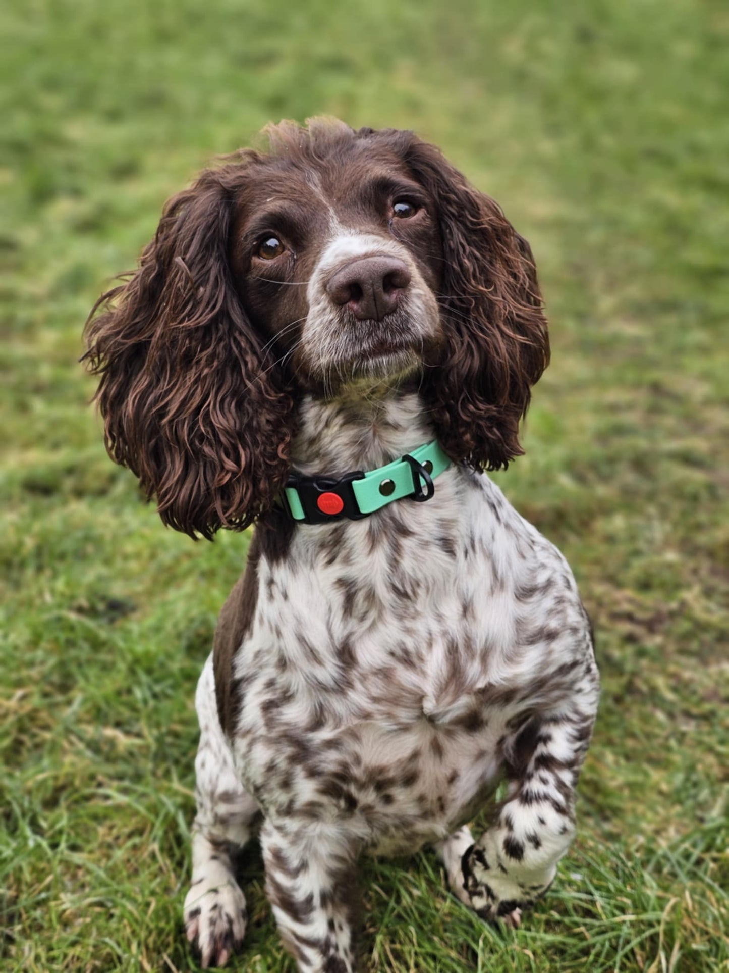 "DILLAN" Standard Security Clip Collar