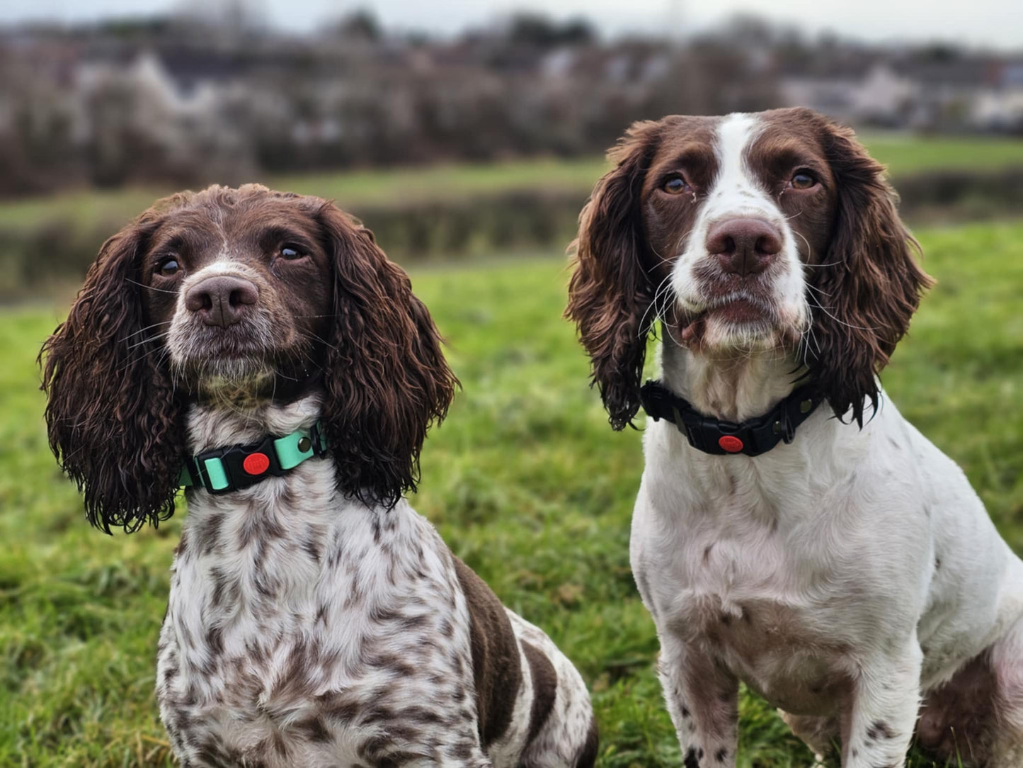 "DILLAN" Standard Security Clip Collar