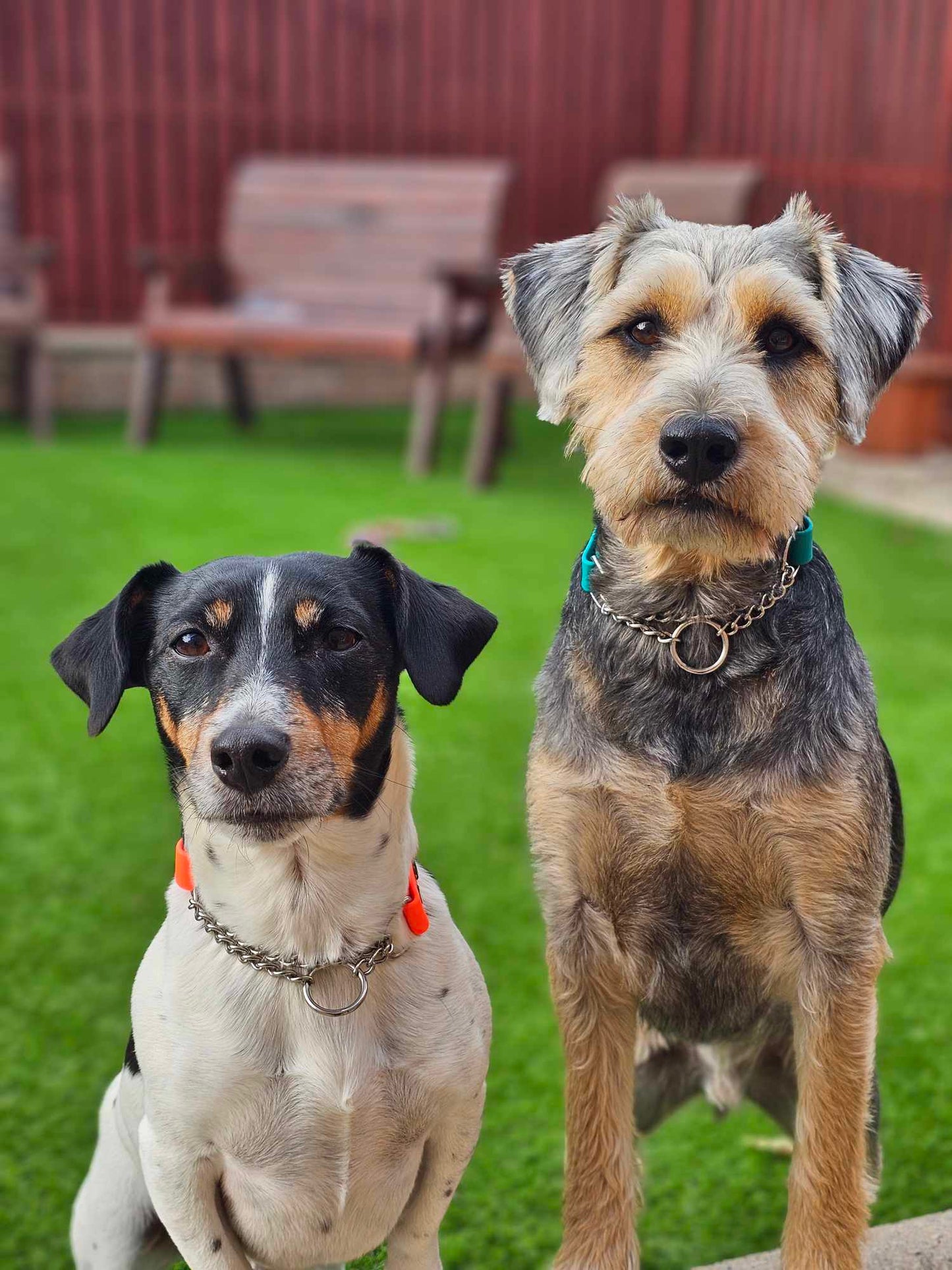 "BAILEY" Chain Collar