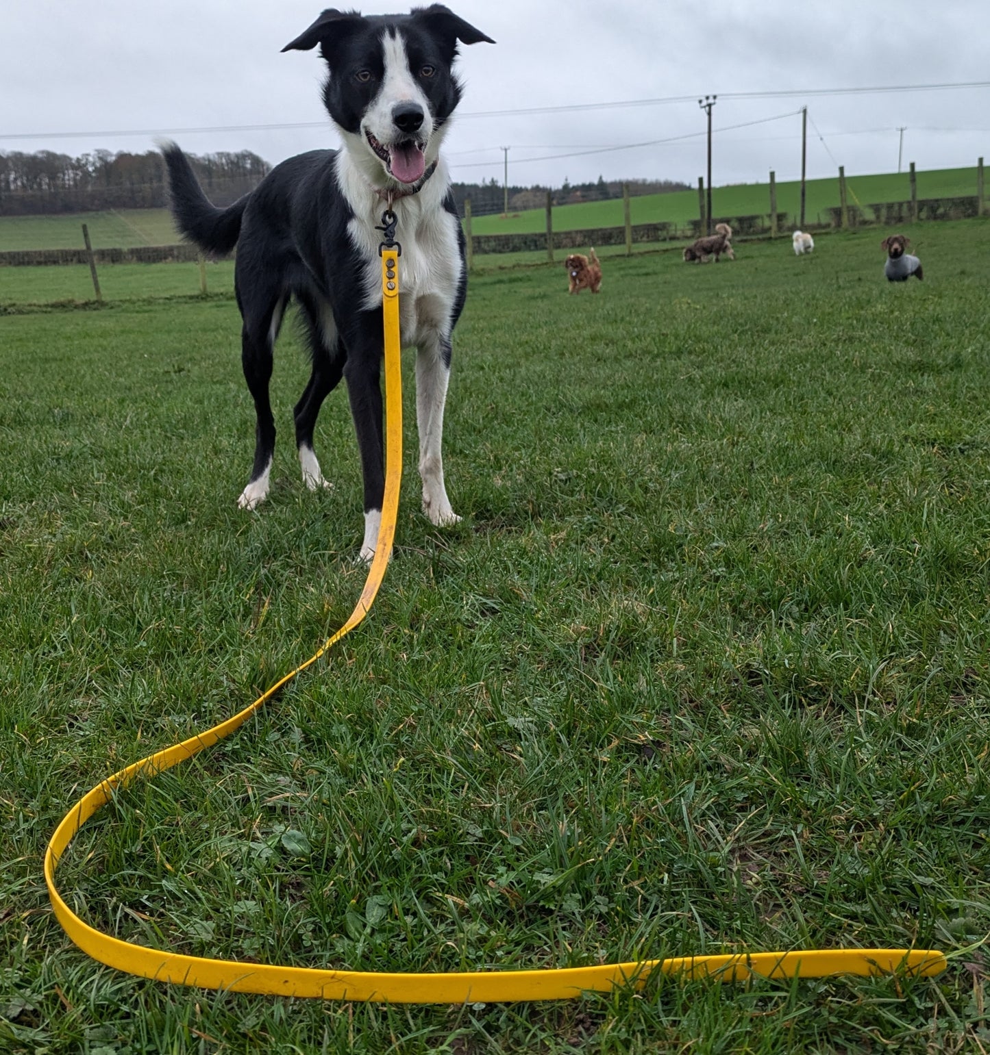 "BUDDY" Trailing lead