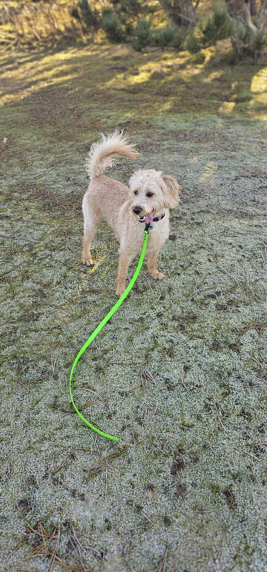 "BUDDY" Trailing lead