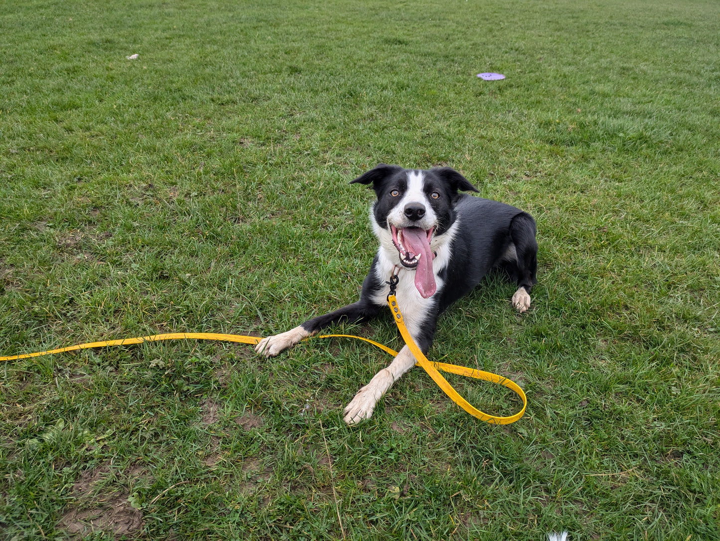 "BUDDY" Trailing lead